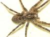 Zoropsis spinimana